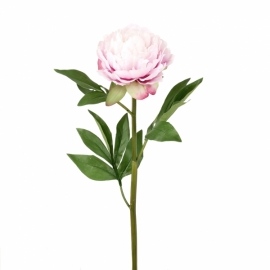 Peonia Rosa 57cm