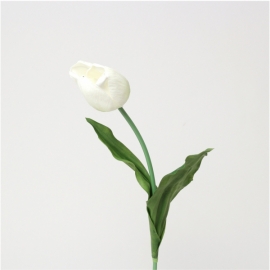 Tulipán Blanco