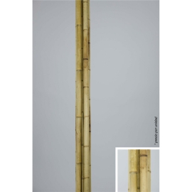 Caña Bambú Natural 4,5x180cm Unidad
