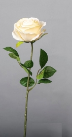 Rosa Primavera 68,5cm