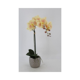 Maceta Orquidea Primavera 50cm