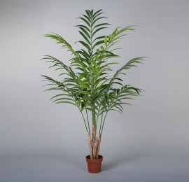 Planta Kentya 196x90cms