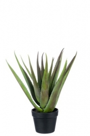 Aloe Vera Maceta Resina Verde 35x35x50
