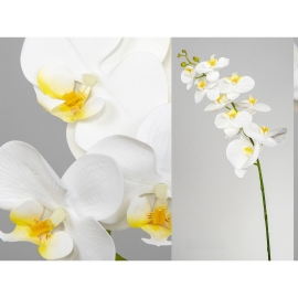 Orquídea real Touch Blanca 92cm