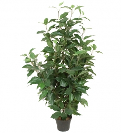 Ficus Benjamín 80 cm