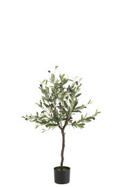Planta Decorativa Olivo 