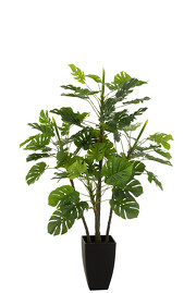 Planta Decorativa Philodendron en Maceta