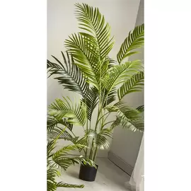 Planta Kentia 180cm