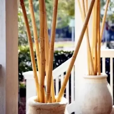 cañas de bambú decorativas